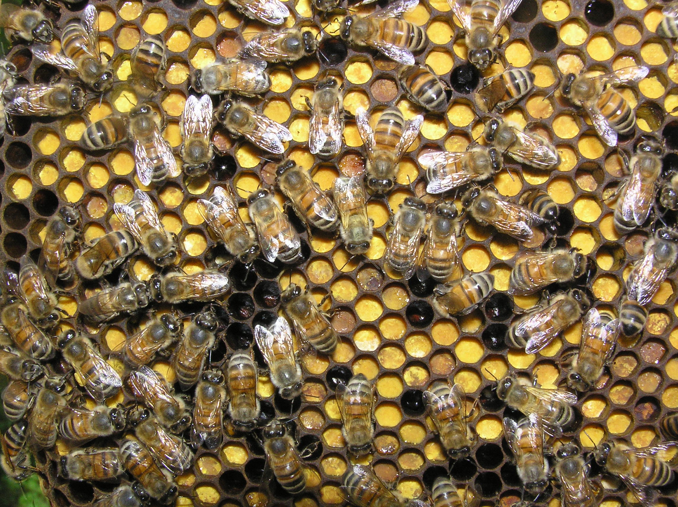 Miele con pezzi di favo -disponibile- Apicoltura Biologica